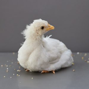 Chicken Grey