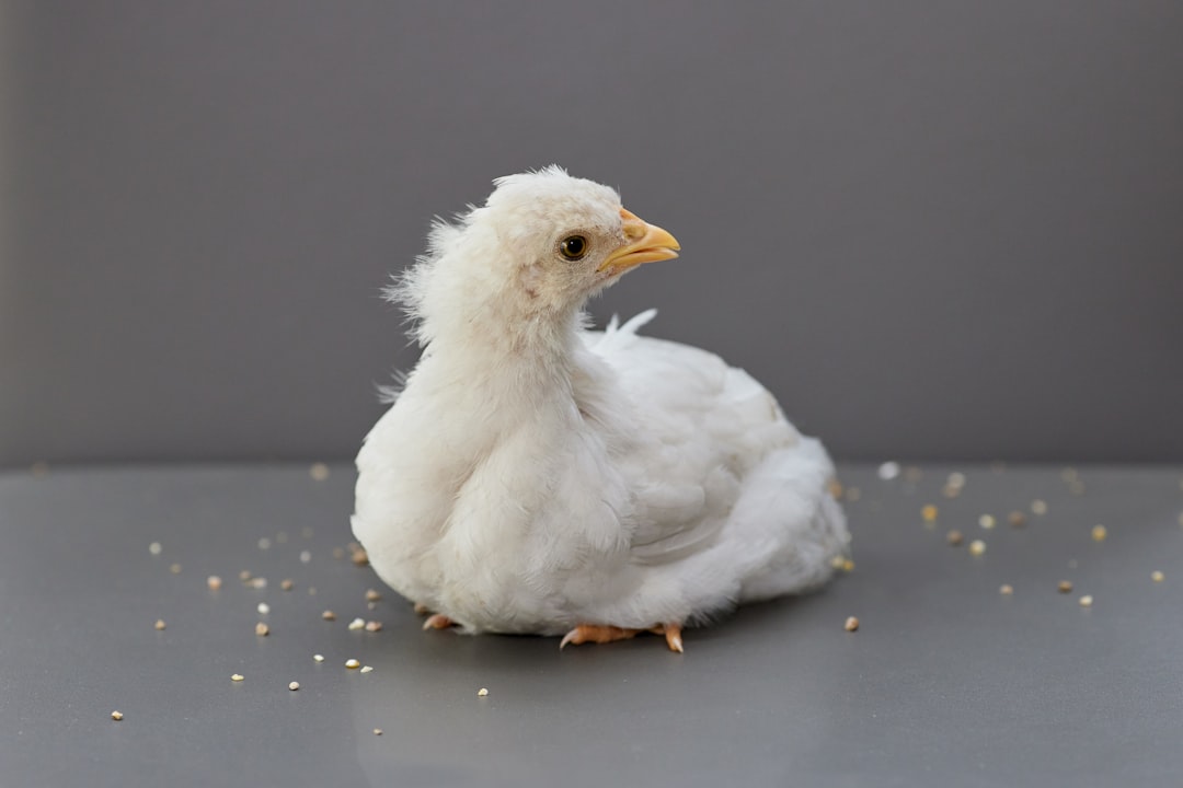 Chicken Grey